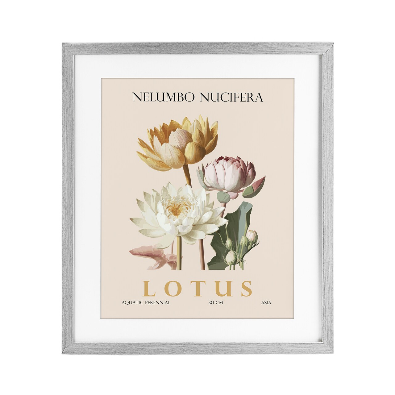 Stupell Industries Natural Lotus Bundle Framed Print Under Glass, design by Christopher Giampietro